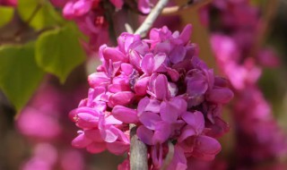 紫金花和紫荆花区别(紫荆花与紫荆花的区别)