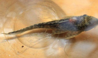 清道夫怎么来的中国 谁把清道夫弄到中国的