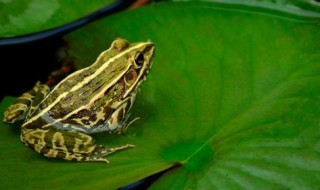 梦见捉青蛙是什么预兆 女人梦见捉青蛙是什么预兆