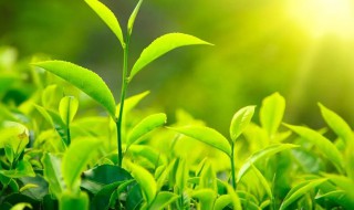 茶树是裸子植物还是被子植物（茶树属于被子植物吗）