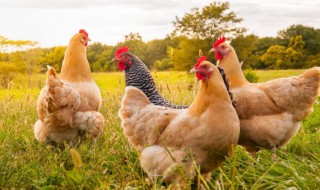 梦见捉鸡是什么意思呢（梦见捉鸡是什么预兆）