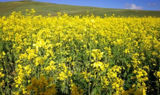 油菜花的生长过程（油菜花的生长过程记录）