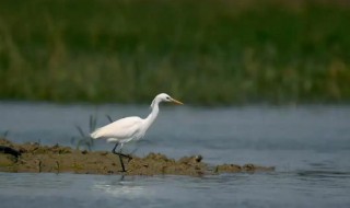 白鹭是不是保护动物 白鹭为啥是保护动物