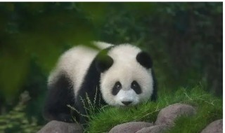 熊猫的天敌（熊猫的天敌是谁呢）