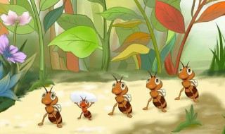 蚂蚁的一生有哪几个过程（蚂蚁的一生有哪几个过程?）