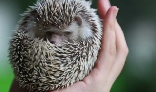 刺猬是国家几级保护动物 刺猬是国家几级保护动物?