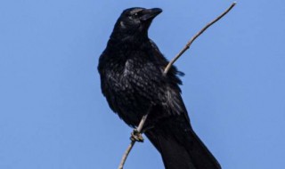 乌鸦是怎么叫的 乌鸦是怎么叫的用字形容