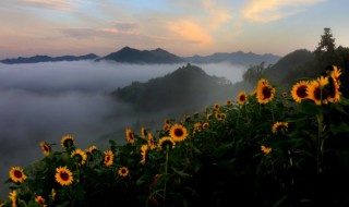 向日葵的生长过程 向日葵的生长过程观察日记
