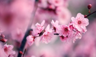 梅花的变化过程 梅花的变化过程记录