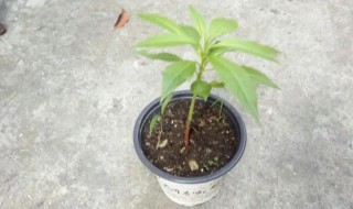 凤仙花生长过程（凤仙花生长过程中,哪些现象可以说明水,阳光）