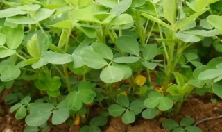 花生生长过程（花生生长过程动画视频）