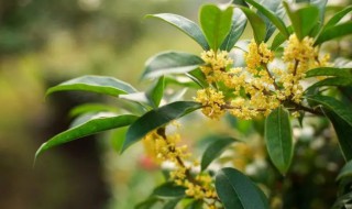 桂花的生长过程 桂花的生长过程的日记