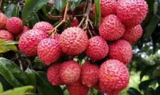 海口有什么特产（海口有什么特产可以带的）