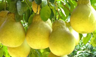 泸州有什么特产（泸州有什么特产可带走）