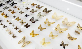 蝴蝶的生长过程（蝴蝶的生长过程教案）