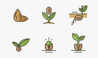 种子的生长过程（种子的生长过程教案）