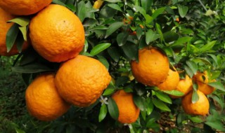 大理有什么特产 大理有什么特产可以送人