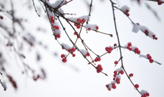 小雪节气精美说说句子文艺范（小雪节气的说说唯美大全）