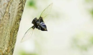 知了到了夏天为什么不停地叫 是不是知了叫了夏天才真正到了