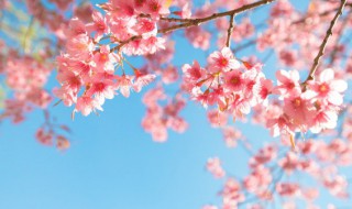 樱花会开在夏天吗(樱花夏天开花吗)