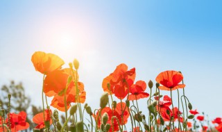 太阳花的生长过程 太阳花的生长过程图片