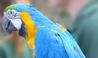 金刚鹦鹉的外形（金刚鹦鹉的外形描写100字）