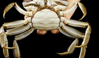 螃蟹冷冻一周后能吃吗 煮熟的螃蟹冷冻一周后能吃吗