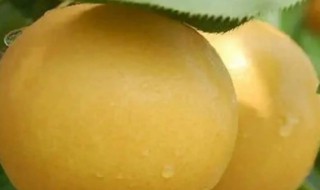 南果梨可以放冰箱里冻着吃吗 南果梨怎么储存能放冰箱里吗