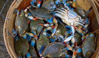 生的飞蟹能搁冰箱里面冻吗 飞蟹冻上可以放多久