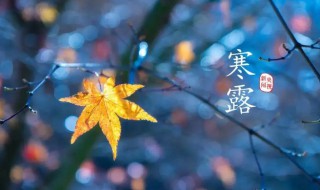 寒露节气有什么风俗（寒露节气的说法）