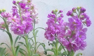 紫罗兰什么时候开花 紫罗兰几月份开花?