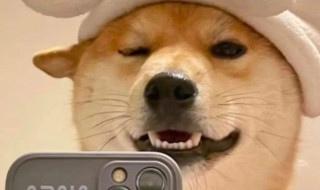 适合逗比沙雕发的文案 超可爱的沙雕文案