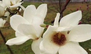 木兰花花语是什么 木兰的花语和寓意