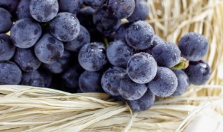 盆栽葡萄几年结果 葡萄种植多少年结果