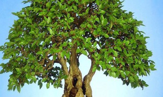 盆栽摇钱树的养殖方法和注意事项（摇钱树的养殖方法和注意事项图片）