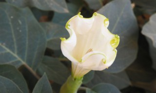 盆栽曼陀罗怎么养护（曼陀罗盆栽怎么种）