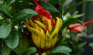 佛手盆栽怎样才能结果 佛手盆栽养在室内能结果吗