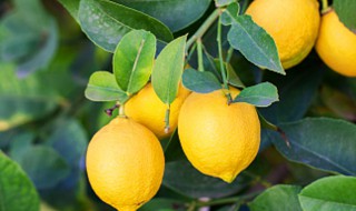 盆栽柠檬冬季落叶吗（盆栽柠檬过冬）