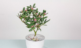瑞香盆栽的养殖方法和注意事项（瑞香种植方法及养护）
