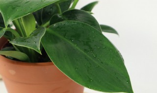 盆栽金钻的养殖方法和注意事项 盆栽金钻的养殖方法和注意事项有哪些