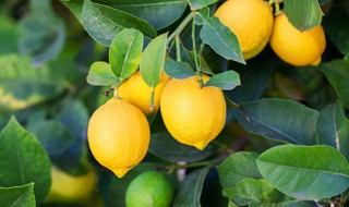 柠檬盆栽有香味吗（盆栽柠檬好不好养）