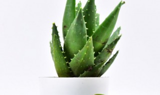 盆栽芦荟什么时候搬进室内 芦荟冬天需要搬到室内吗