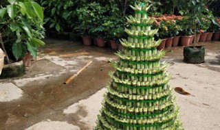 盆栽开运竹怎么养（刚买回来的开运竹怎么养）