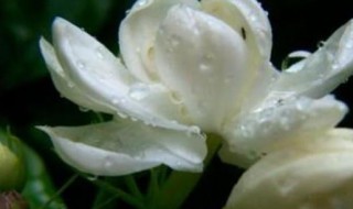 怎样在寒冷的冬天养护盆栽茉莉（怎样在寒冷的冬天养护盆栽茉莉花）