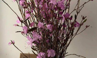 干枝杜鹃怎么保存(干枝杜鹃怎么保存干支)