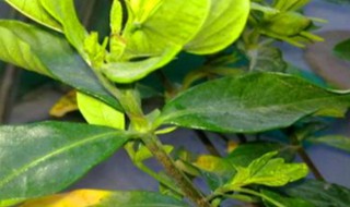 球兰叶子发黄怎么办(球兰叶子黄了怎么回事)