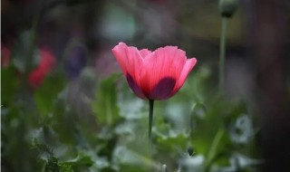 角罂粟花的花语（罂粟有花语吗）