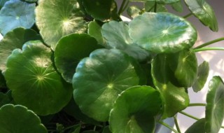 铜钱草适合什么温度养殖 铜钱草适合什么温度生长