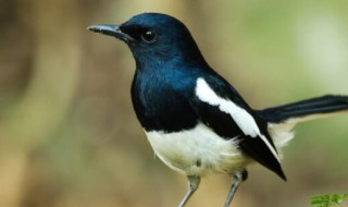 鹊鸲飞来了有什么寓意 鹊鸲飞到家里是什么寓意