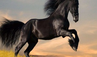 功到自然成指什么生肖（功到自然成猜生肖）